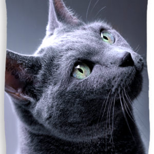 TipTrade Bavlněná froté osuška 70x140 cm - Kočka britská modrá