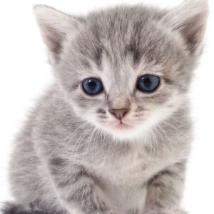 Jerry Fabrics Bavlněná froté osuška 70x140 cm - Kitten "Colour"